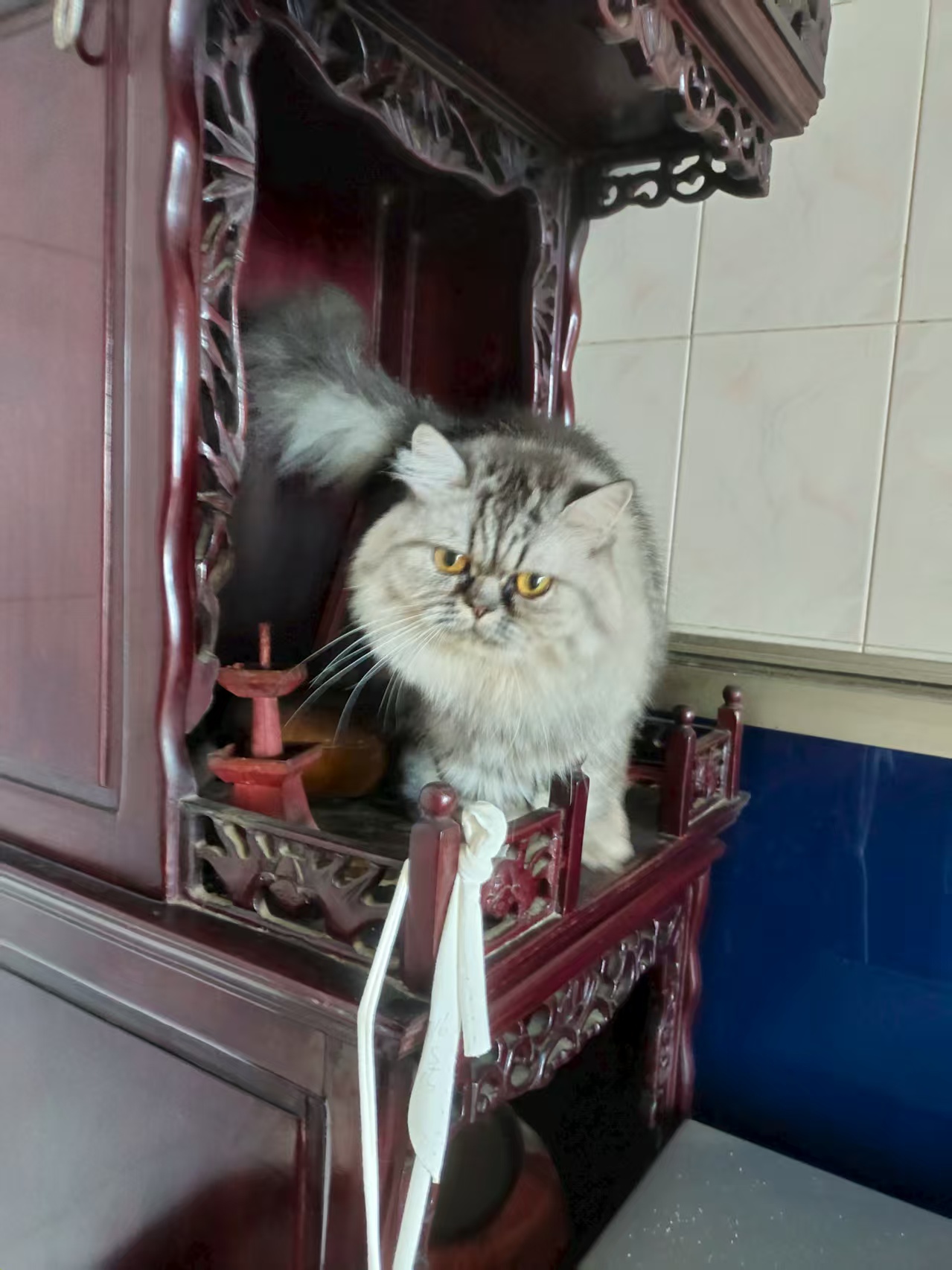 我家大柴